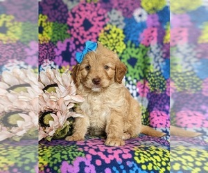 Goldendoodle (Miniature) Puppy for sale in QUARRYVILLE, PA, USA