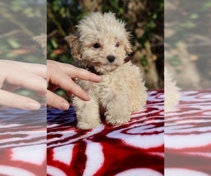 Poodle (Toy) Puppy for sale in DYERSBURG, TN, USA
