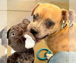 ROO - Male Mutt Dog for Adoption - Small photo
