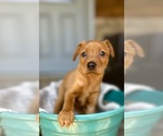 Small Photo #8 Miniature Pinscher Puppy For Sale in ACCIDENT, MD, USA