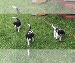 Small Photo #9 STABYHOUN Puppy For Sale in CASSADAGA, NY, USA