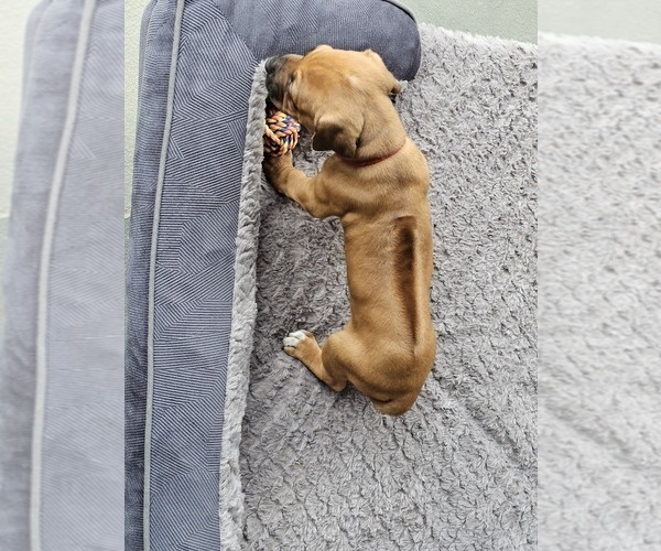 Medium Photo #8 Rhodesian Ridgeback Puppy For Sale in BUMPASS, VA, USA
