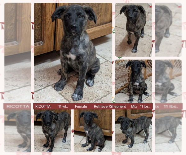 Medium Photo #1 Retriever -Unknown Mix Puppy For Sale in Mesa, AZ, USA