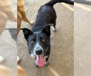 Mutt Dogs for adoption in Riverside, CA, USA