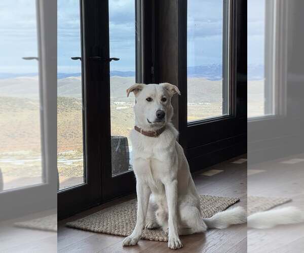 Medium Photo #5 Labrenees Puppy For Sale in Bountiful, UT, USA