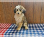 Small #9 Bernedoodle-Poodle (Toy) Mix