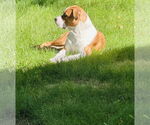 Small #18 Treeing Walker Coonhound Mix