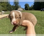 Puppy Woody Australian Shepherd