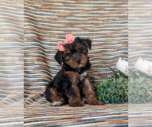 YorkiePoo Puppy for sale in KIRKWOOD, PA, USA