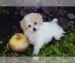 Bunny - Female Bichpoo Puppy for Sale - Photo #2