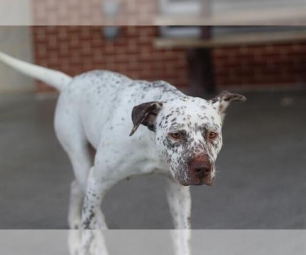 Medium Photo #1 Mutt Puppy For Sale in Grand Prairie, TX, USA
