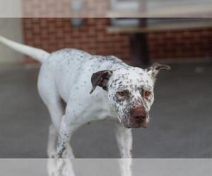 Mutt Dogs for adoption in Grand Prairie, TX, USA