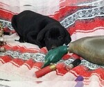 Small #5 Labrador Retriever