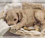 Small Photo #11 Goldendoodle (Miniature) Puppy For Sale in EAGLE MOUNTAIN, UT, USA