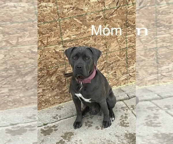Medium Photo #1 Cane Corso Puppy For Sale in FORT WAYNE, IN, USA