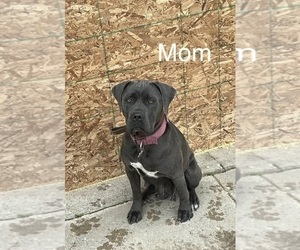 Mother of the Cane Corso puppies born on 05/02/2026