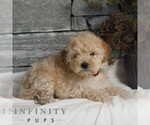 Small #1 Poodle (Miniature)