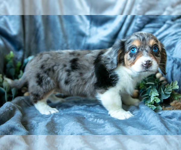 Medium Photo #1 Dachshund-Siberian Husky Mix Puppy For Sale in ELIZABETHTOWN, PA, USA