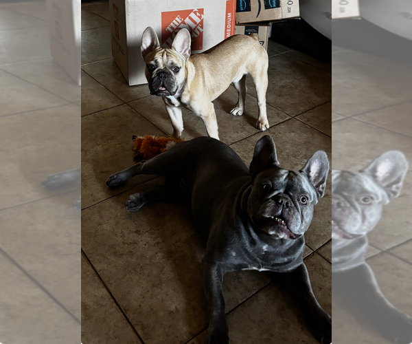 Medium Photo #1 French Bulldog Puppy For Sale in PHOENIX, AZ, USA