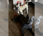 Small Photo #1 French Bulldog Puppy For Sale in PHOENIX, AZ, USA
