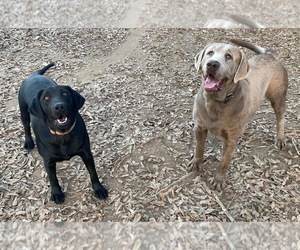 Mother of the Labrador Retriever puppies born on 01/08/2026