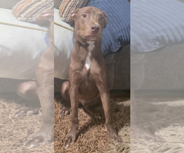 Medium Photo #7 Labrador Retriever-Unknown Mix Puppy For Sale in Minneapolis, MN, USA