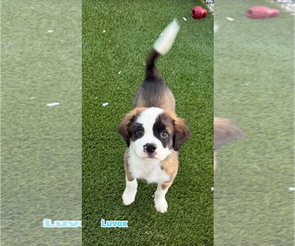 Medium Photo #1 Australian Shepherd-Pug Mix Puppy For Sale in Cave Creek, AZ, USA