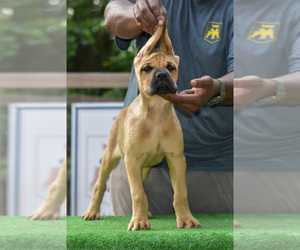 Cane Corso Dog for Adoption in WILLIS, Texas USA