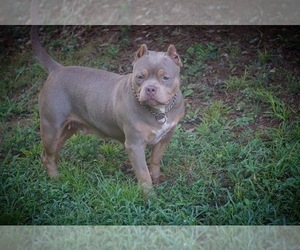 Mother of the American Bully puppies born on 11/01/2021
