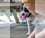Small #23 Jack Russell Terrier Mix