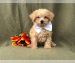 Small Photo #12 Morkie-Poodle (Miniature) Mix Puppy For Sale in LAKELAND, FL, USA