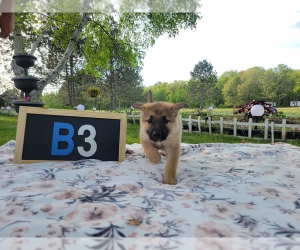 Medium Photo #1 German Shepherd Dog Puppy For Sale in BRAINERD, MN, USA