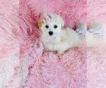 Small #12 Maltese