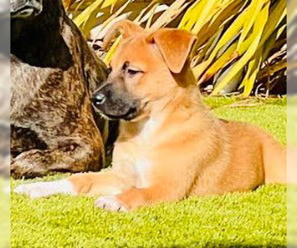 Medium Photo #4 Mutt Puppy For Sale in San Diego, CA, USA