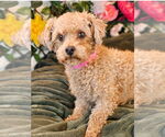 Small Poodle (Toy)
