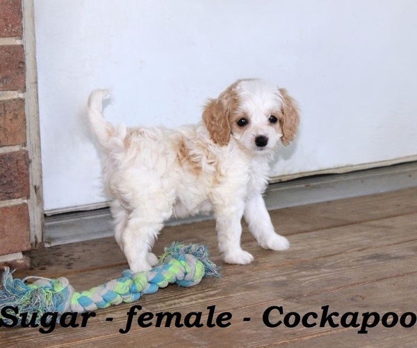Medium Photo #1 Cock-A-Poo Puppy For Sale in CLARKRANGE, TN, USA