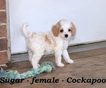 Small Cock-A-Poo