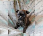 Small Photo #5 Pug Puppy For Sale in SAINT PAUL, MN, USA