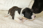 Small Photo #4 Labrenees Puppy For Sale in BRADLEY, SC, USA