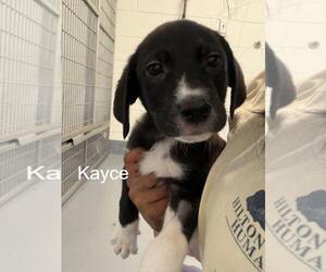 Labrador Retriever-Unknown Mix Dogs for adoption in Hilton Head, SC, USA