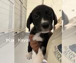 Small Labrador Retriever Mix