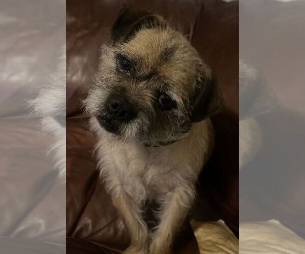 Medium Photo #2 Border Terrier-Unknown Mix Puppy For Sale in Germantown, OH, USA