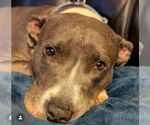 Small #9 American Pit Bull Terrier