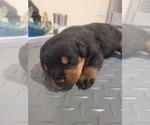 Small Photo #10 Rottweiler Puppy For Sale in EUSTIS, FL, USA