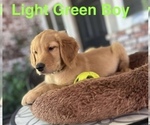 Small #2 Golden Retriever