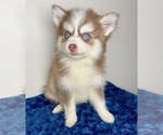 Small #5 Pomsky