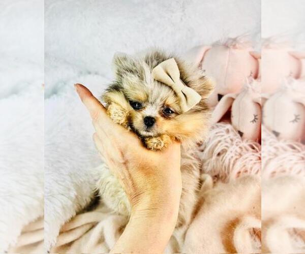 Medium Photo #6 Pomeranian Puppy For Sale in HOUSTON, TX, USA