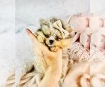 Small #5 Pomeranian