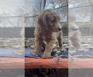 Bernedoodle Puppy for sale in GOLDEN, CO, USA