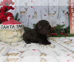 Small Photo #12 Poodle (Toy) Puppy For Sale in CHANUTE, KS, USA